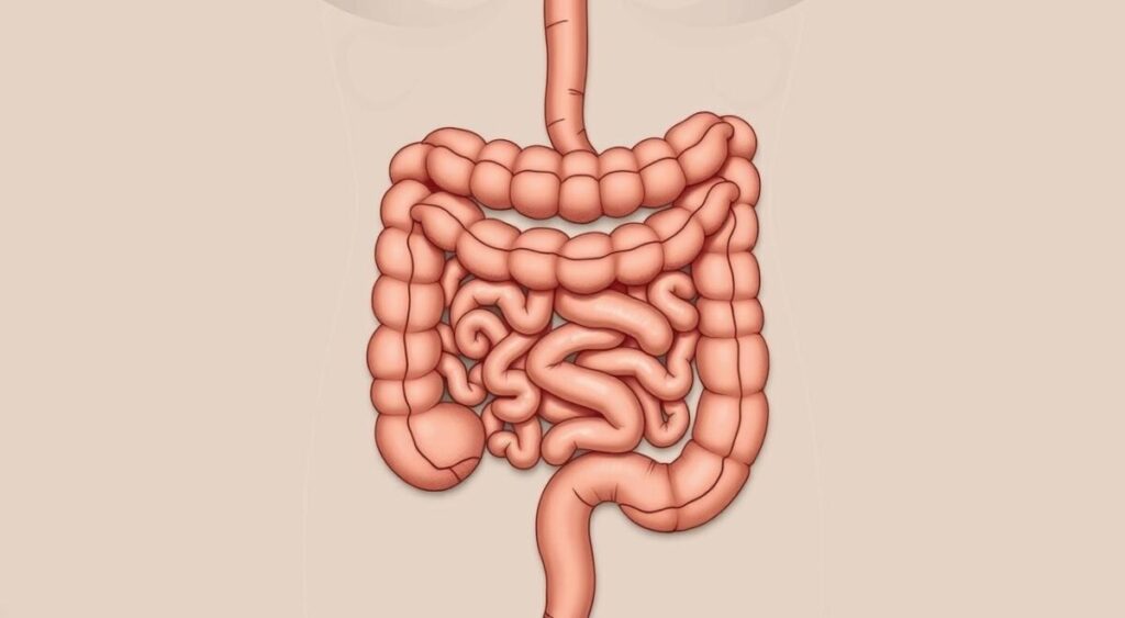 A detailed, anatomical diagram depicting the intricate relationship between the small intestine and large intestine. The illustration shows the smooth transition and interconnectedness of these two vital digestive organs, with the small intestine's sinuous curves contrasting the larger, more rounded form of the colon. The image is rendered in a clean, technical style with muted, earthy tones to convey the natural, organic nature of the human digestive system. The perspective is slightly elevated, allowing for a comprehensive view of the intestinal structures. Subtle lighting from above casts soft shadows, emphasizing the three-dimensional form. The overall tone is one of scientific clarity and educational purpose, suitable for inclusion in a medical or health-focused article.