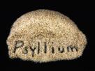 Psyllium