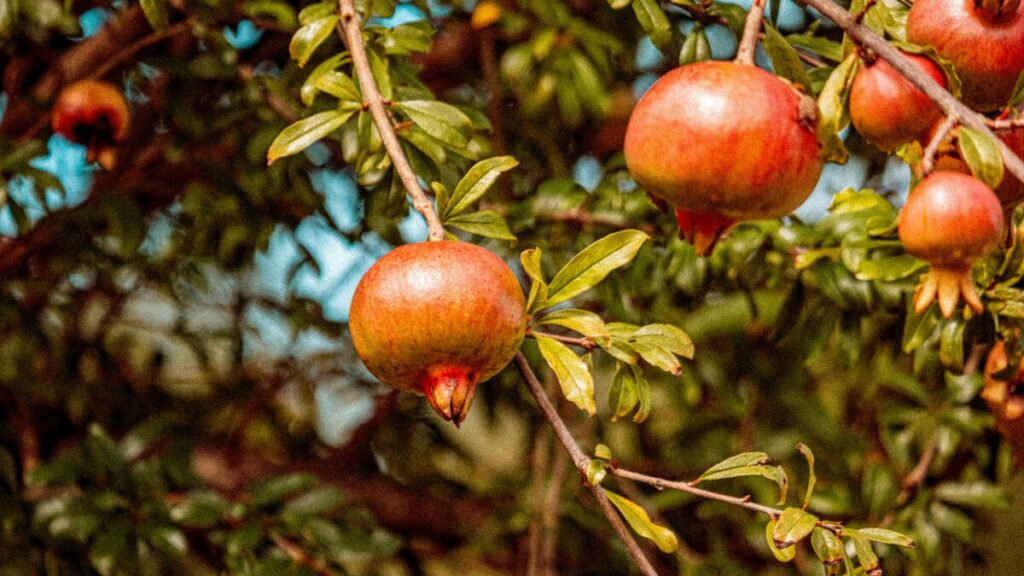 Benefícios da Romã