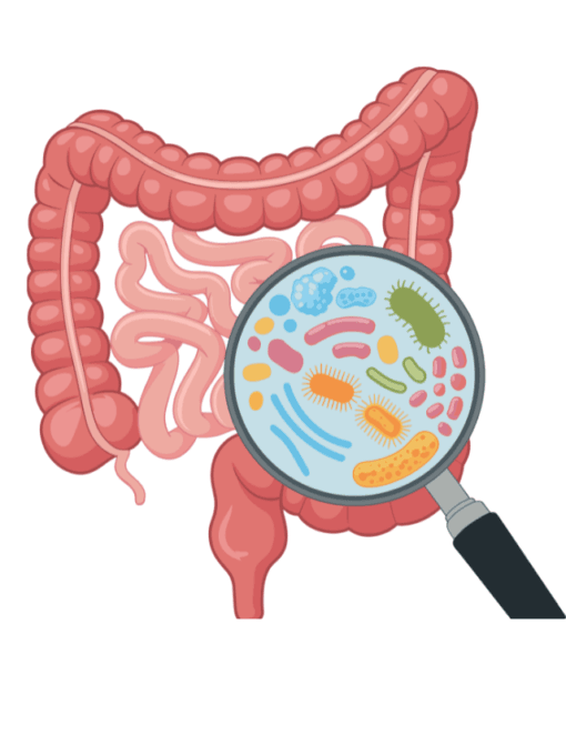Intestino saudável, vida longa