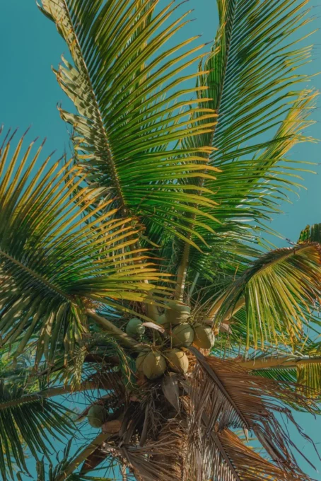 Óleo de coco anti-inflamatório: mito ou verdade