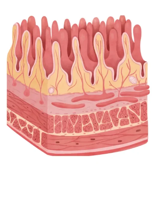 Sinais, causas e cuidados do intestino hiperpermeável